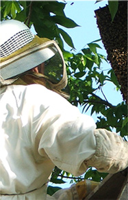 beekeeper