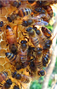 bees